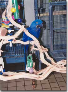 Parrots Having Fun